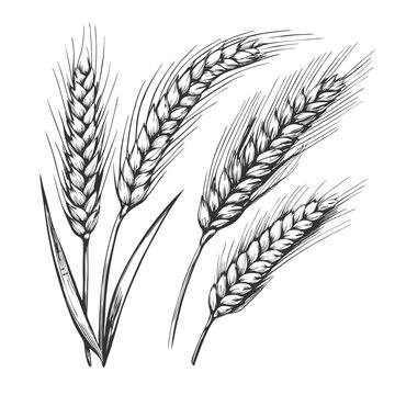 Detailed hand-drawn sketch of a wheat ear in elegant line art style. Perfect for agricultural, food-related designs, packaging, labels, and nature-inspired projects.