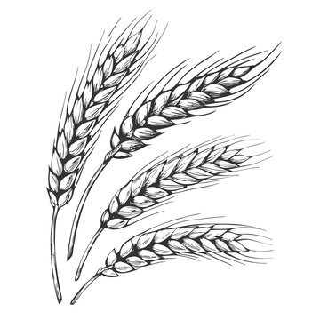 Detailed hand-drawn sketch of a wheat ear in elegant line art style. Perfect for agricultural, food-related designs, packaging, labels, and nature-inspired projects.
