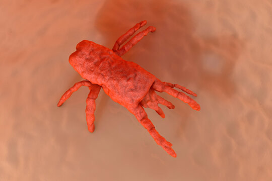 3D Rendered Illustration visualization of orange mite on skin