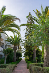 green canopies of palm trees on a city street