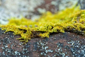 Lush green moss growth on a rocky surface in a natural setting during daylight