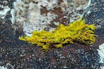 Bright green moss thriving on a rocky surface in a natural setting during daylight hours