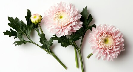 Obraz premium Delicate pink chrysanthemum flowers, buds, and leaves are isolated over a transparent background as a set or collection, suitable for a cut-out floral garden or seasonal summer design elements in a