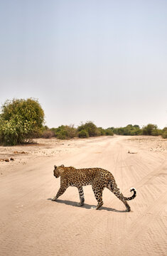 Leopard crossing a dirt road, Chobe National Park, Botswana