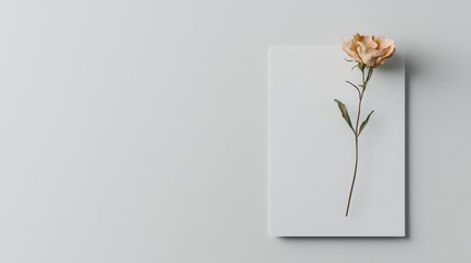 Minimalist arrangement with a single delicate flower on a white background, showcasing simplicity and elegance.