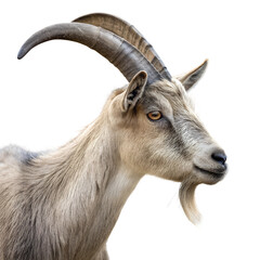 Fototapeta premium Adult goat with horns Isolated Trasnparent Background, Png Isolated, Trasnparent Background