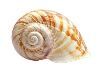 Obraz premium Delicate seashell spiral, highlighting coastal artistry