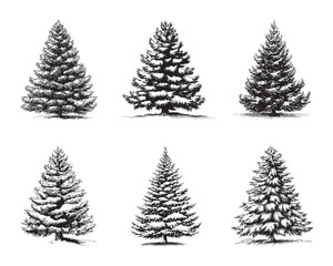 Obraz premium Set of fir vector illustrations - hand drawn herringbone - black and white spruce isolated on white background