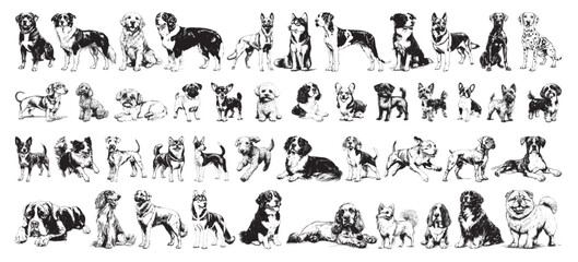 Fototapeta premium large set of dogs - collection of different dog breeds