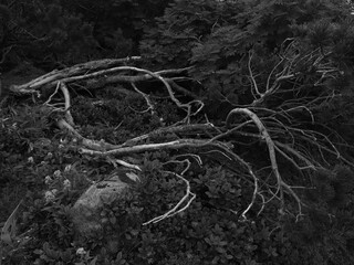 Steaming volcanic vents dot a barren, rocky landscape under a cloudy sky, hinting at the Earth's raw power