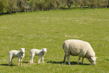 Sheep and lambs grazing in a green field
