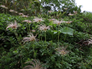 Steaming volcanic vents dot a barren, rocky landscape under a cloudy sky, hinting at the Earth's raw power
