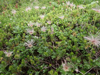 Steaming volcanic vents dot a barren, rocky landscape under a cloudy sky, hinting at the Earth's raw power