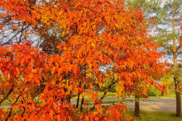 autumn in the park
