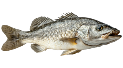 A whole barramundi fish with a highly textured, scaly surface isolated on white background. Suitable for marketing or business purposes. PNG file