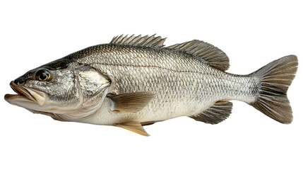Fototapeta premium A whole barramundi fish with a highly textured, scaly surface isolated on white background. Suitable for marketing or business purposes. PNG file