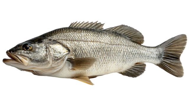 A whole barramundi fish with a highly textured, scaly surface isolated on white background. Suitable for marketing or business purposes. PNG file