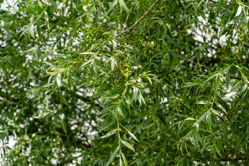 Eucalyptus glauca (Eucalyptus caesia) branch with its characteristic elongated green leaves. Close-up. Ornithological park is located in Adler (Sirius)