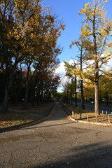 An autumn park in Japan with ginkgo trees, during the evening.