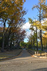 An autumn park in Japan with ginkgo trees, during the evening.