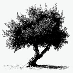 a vintage black and white vector very detailed of olive tree isolated on white background