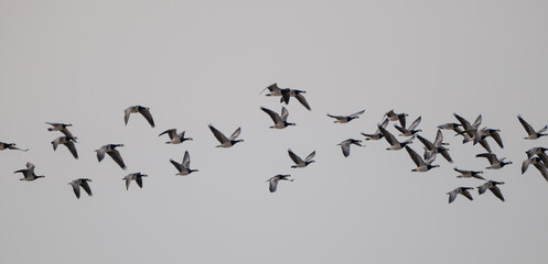 Rast- und Überwinterungsgebiet von Nonnengänse oder auch Weißwangengänse genannt in der Wedeler Marsch bei Hamburg