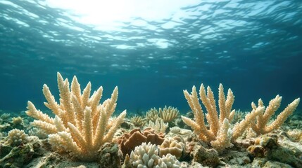 Obraz premium Ocean acidification concept. Vibrant coral reef thriving beneath sunlight, showcasing underwater biodiversity.