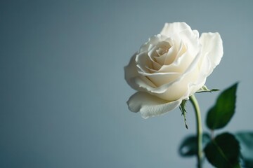 Fototapeta premium single white rose in elegant composition, clean minimalist background, botanical photography with soft shadows