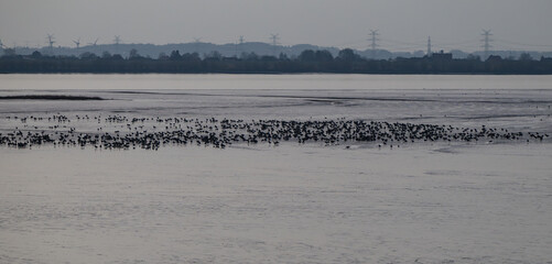 Rast- und Überwinterungsgebiet von Nonnengänse oder auch Weißwangengänse genannt in der Wedeler Marsch bei Hamburg