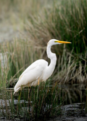 White heron in its environment