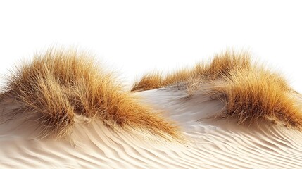 Beautiful sandy dunes with beach grass and soft lighting outdoors