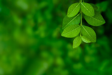 Close up group of fresh green leaves and clear droplets from raining with low light blur natural plants background. Selective focus and copy space