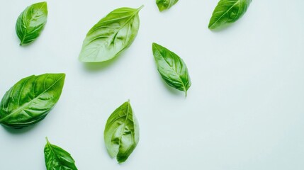 Obraz premium Fresh basil leaf isolated on white background with full depth of field. Top view with copy space for your text. Flat lay
