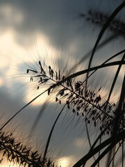 Obraz premium Trawa skąpana w słońcu