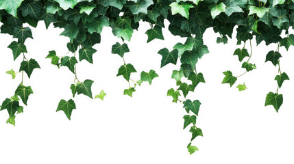 cascading green ivy leaves against a plain white background. creating a fresh and natural aesthetic the vibrant foliage adds a touch of nature. making it suitable for backgrounds or decor in various s