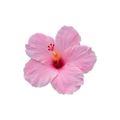 **Pink Hibiscus: Beauty and Symbolism**  

The pink hibiscus symbolizes love, femininity, and delicate beauty. It thrives in tropical climates and is admired for its vibrant petals and striking stamen