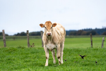 Cow Blonde d'Aquitaine with birds in a meadow in Luxemburg