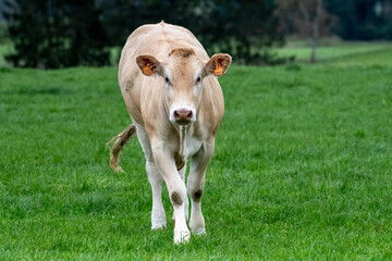 cow Blonde d'Aquitaine in a meadow in Luxemburg