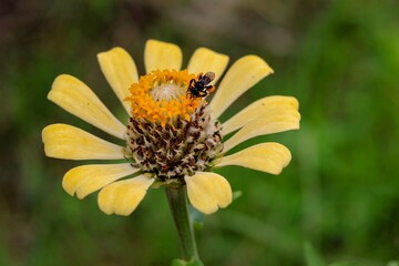 Close-up of a yellow zinnia flower with a bee on it, Yellow Zinnia elegans, photo of flowers with spring color, is one of the most famous annual flowering plants of the genus Zinia.