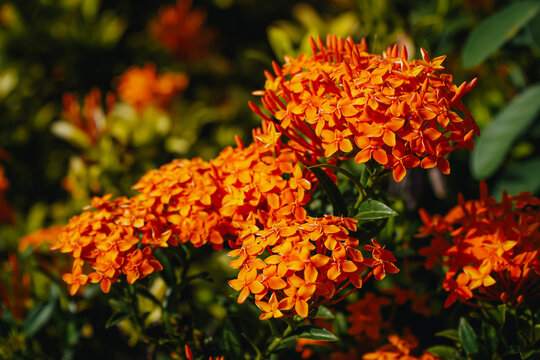 A picture of Asoka flower from Ixeris family in the garden