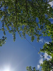 trees and sky