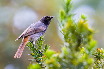 Männlicher Hausrotschwanz (Phoenicurus ochruros)