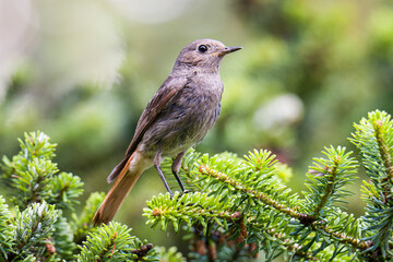Weiblicher Hausrotschwanz (Phoenicurus ochruros)	