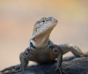 Lizzard posing
