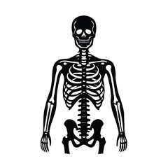 human skeleton