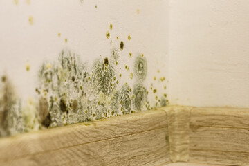 Mould and fungus growth on wall