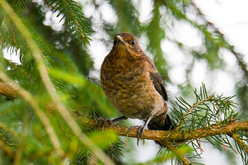 Junge Amsel ( Turdus merula )	