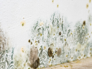 Mould and fungus growth on white wall