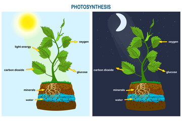 Diagram of plant photosynthesis. Photosynthesis explanation science. Photosynthesis process poster with plant, text and arrows.Tree produce oxygen.Education chart of biology.Stock vector illustration