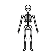3d rendered illustration of human skeleton